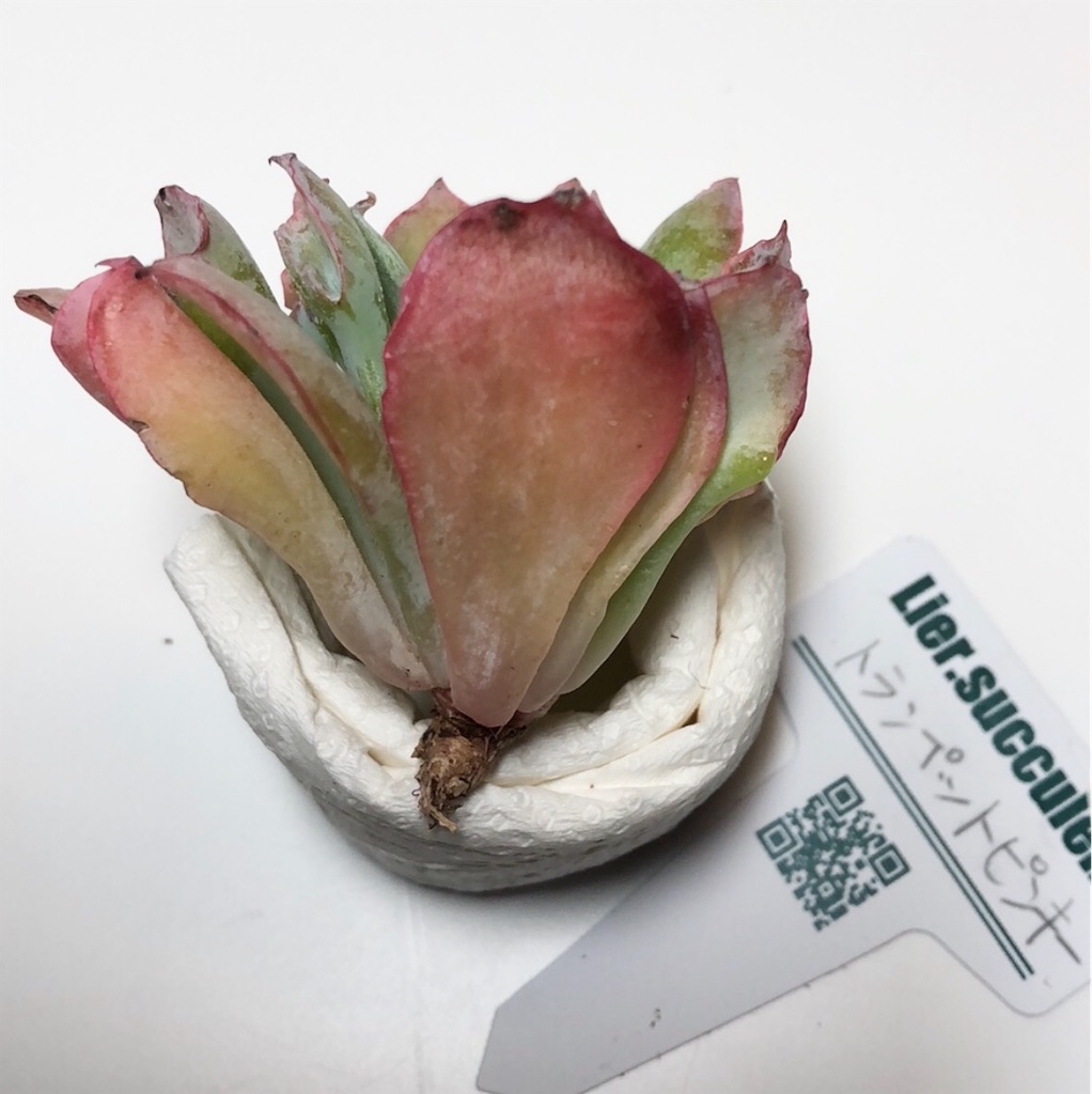 f:id:gekosuke1001:20201005222557j:image