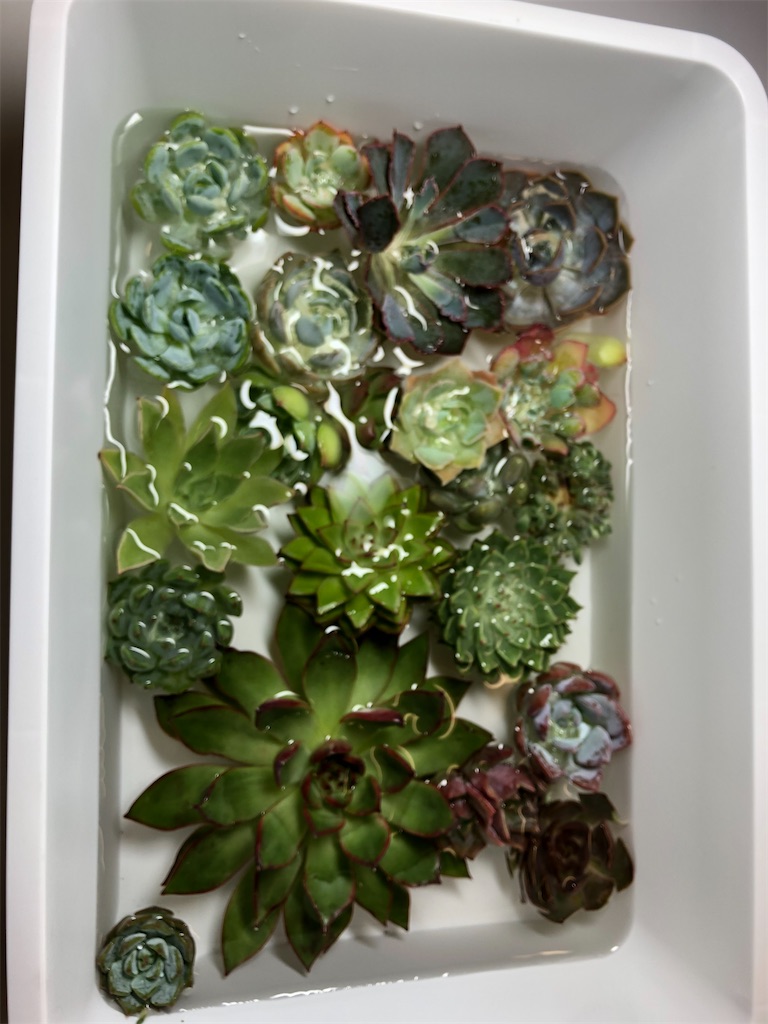 f:id:gekosuke1001:20201005222715j:image