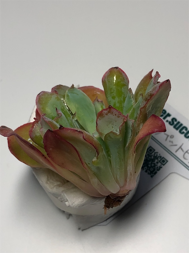 f:id:gekosuke1001:20201005222853j:image