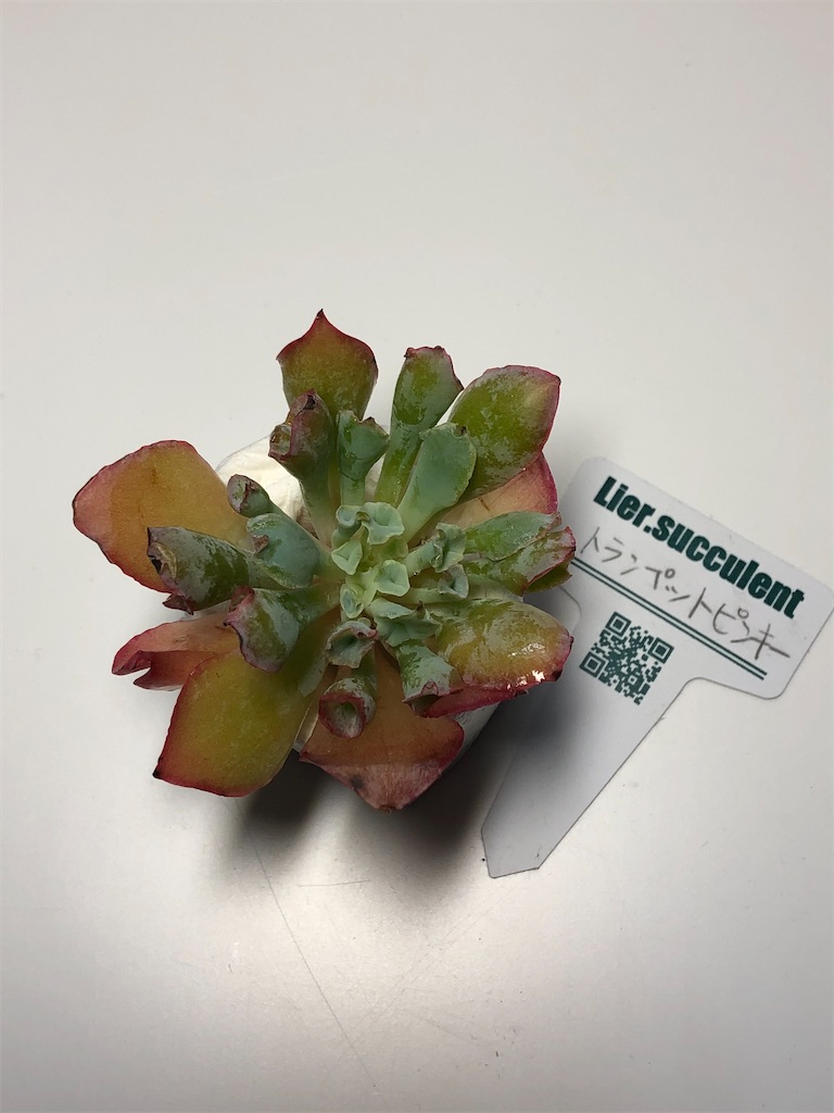 f:id:gekosuke1001:20201005222856j:image