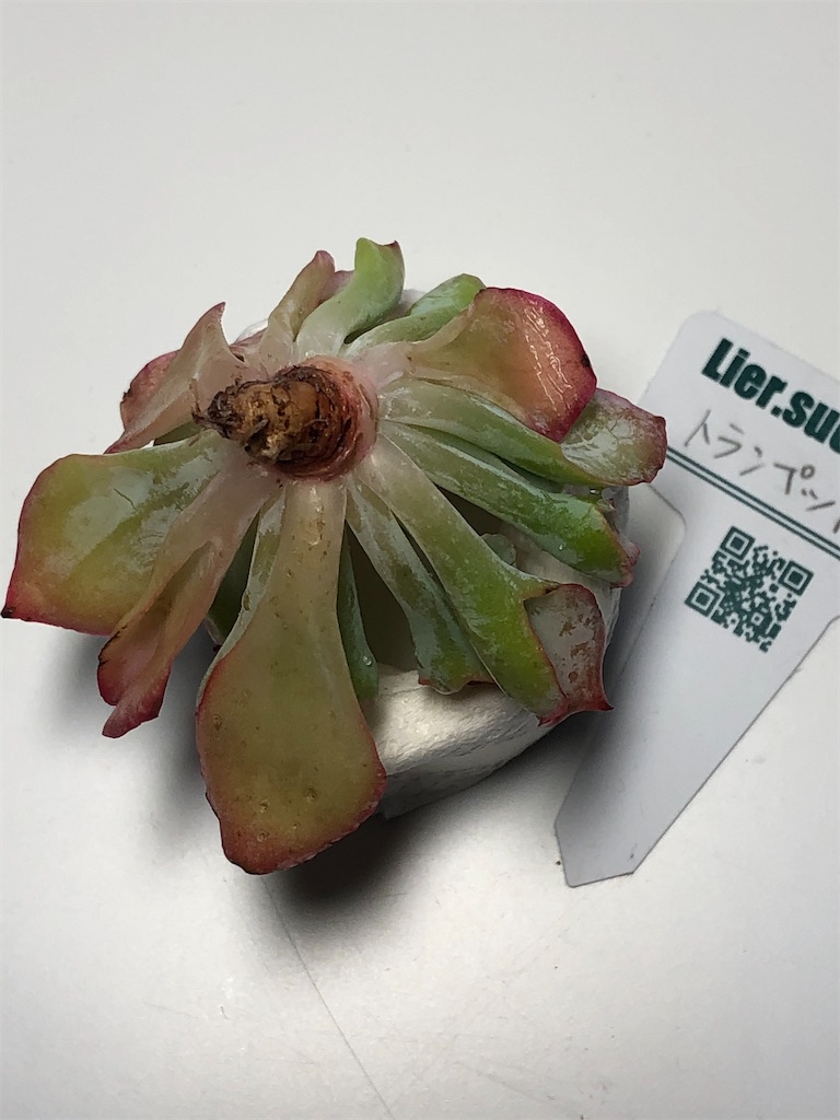 f:id:gekosuke1001:20201005222859j:image