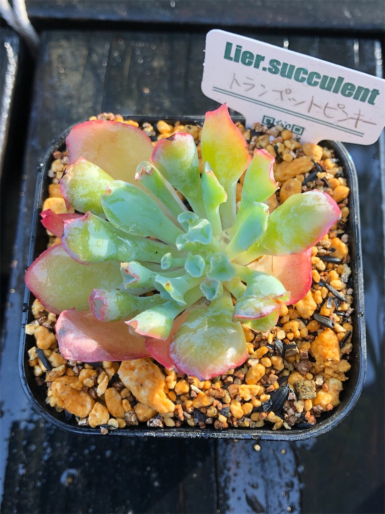 f:id:gekosuke1001:20201005224803j:image