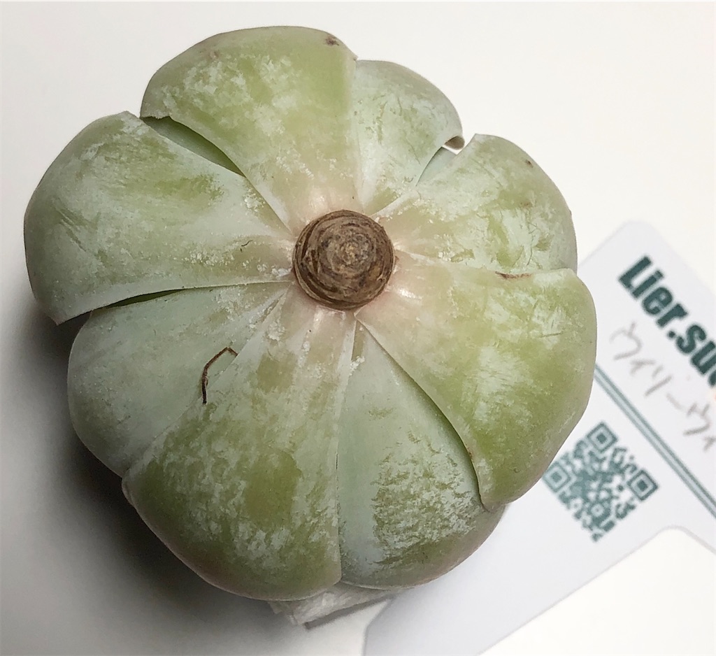 f:id:gekosuke1001:20201007201610j:image