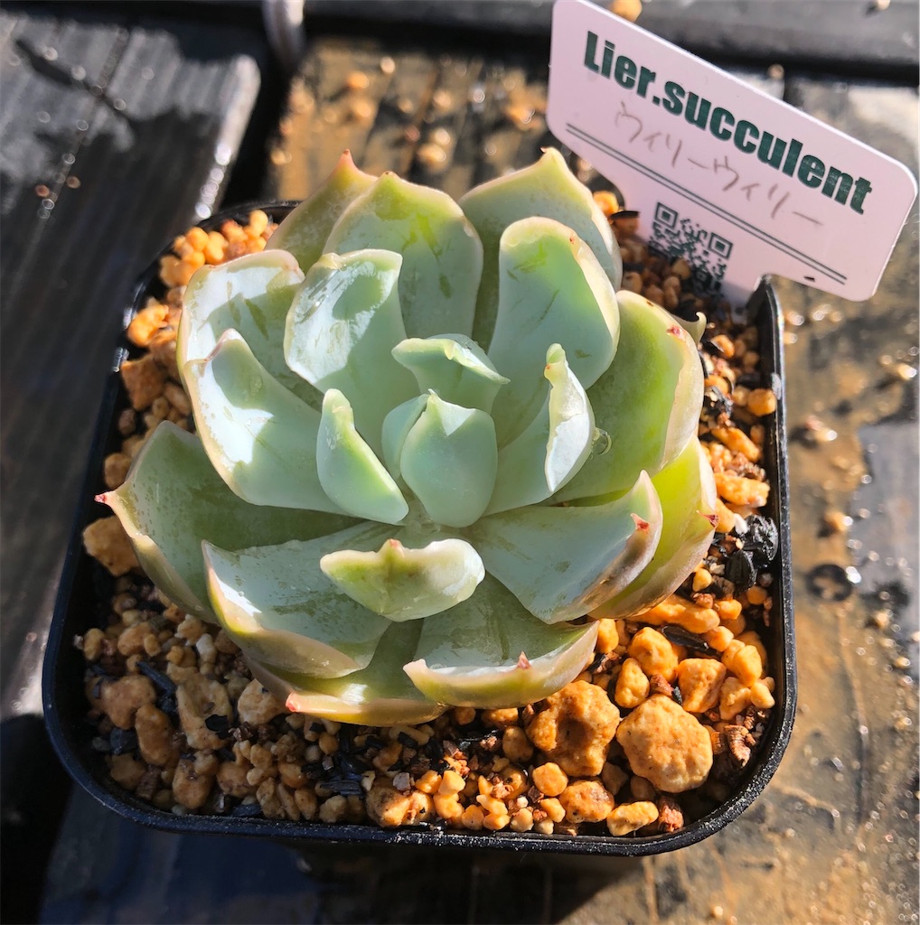 f:id:gekosuke1001:20201007202418j:image