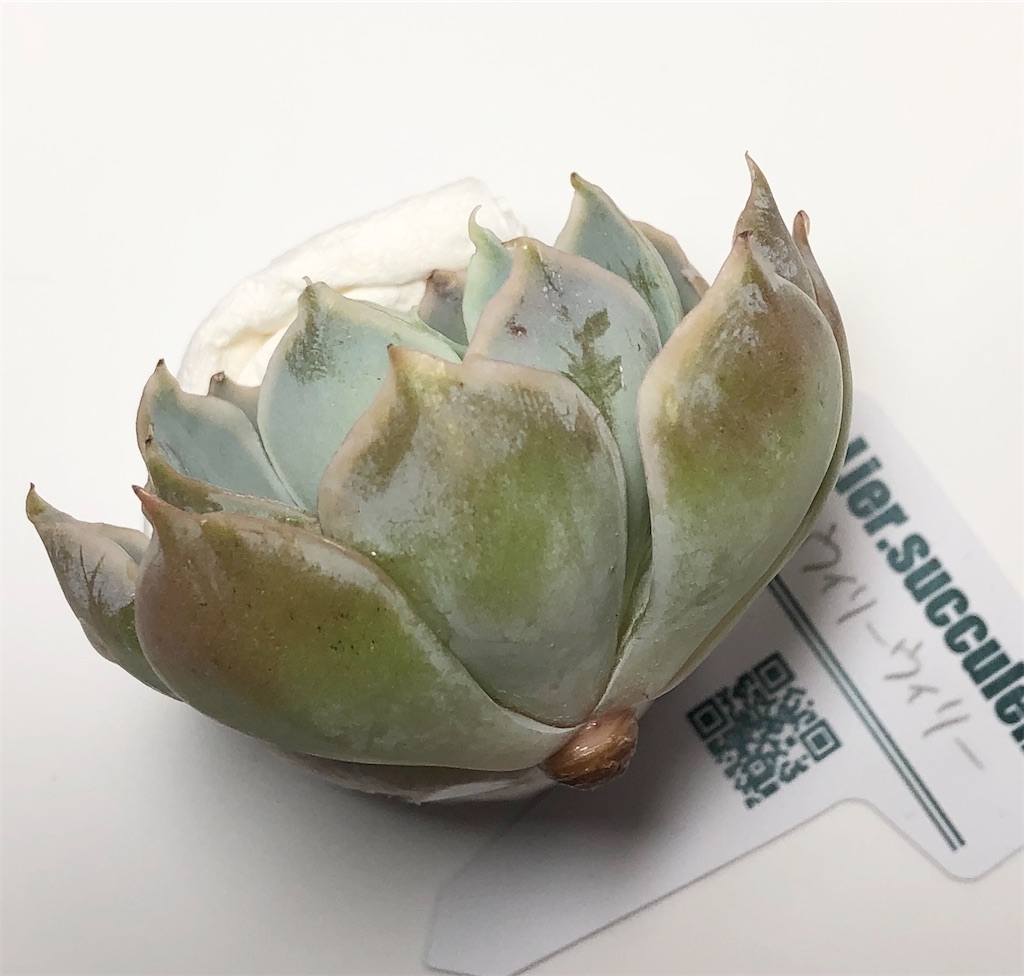 f:id:gekosuke1001:20201007203205j:image