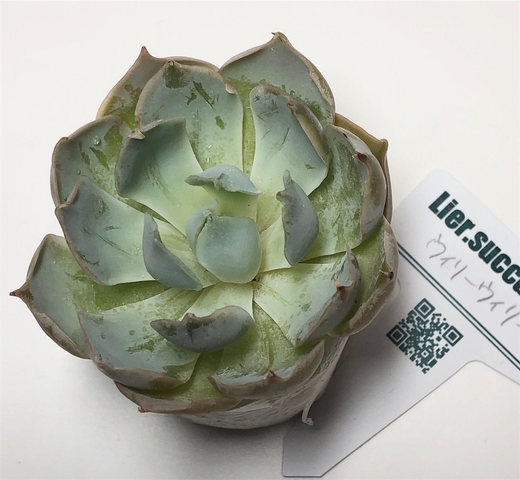 f:id:gekosuke1001:20201007203208j:image