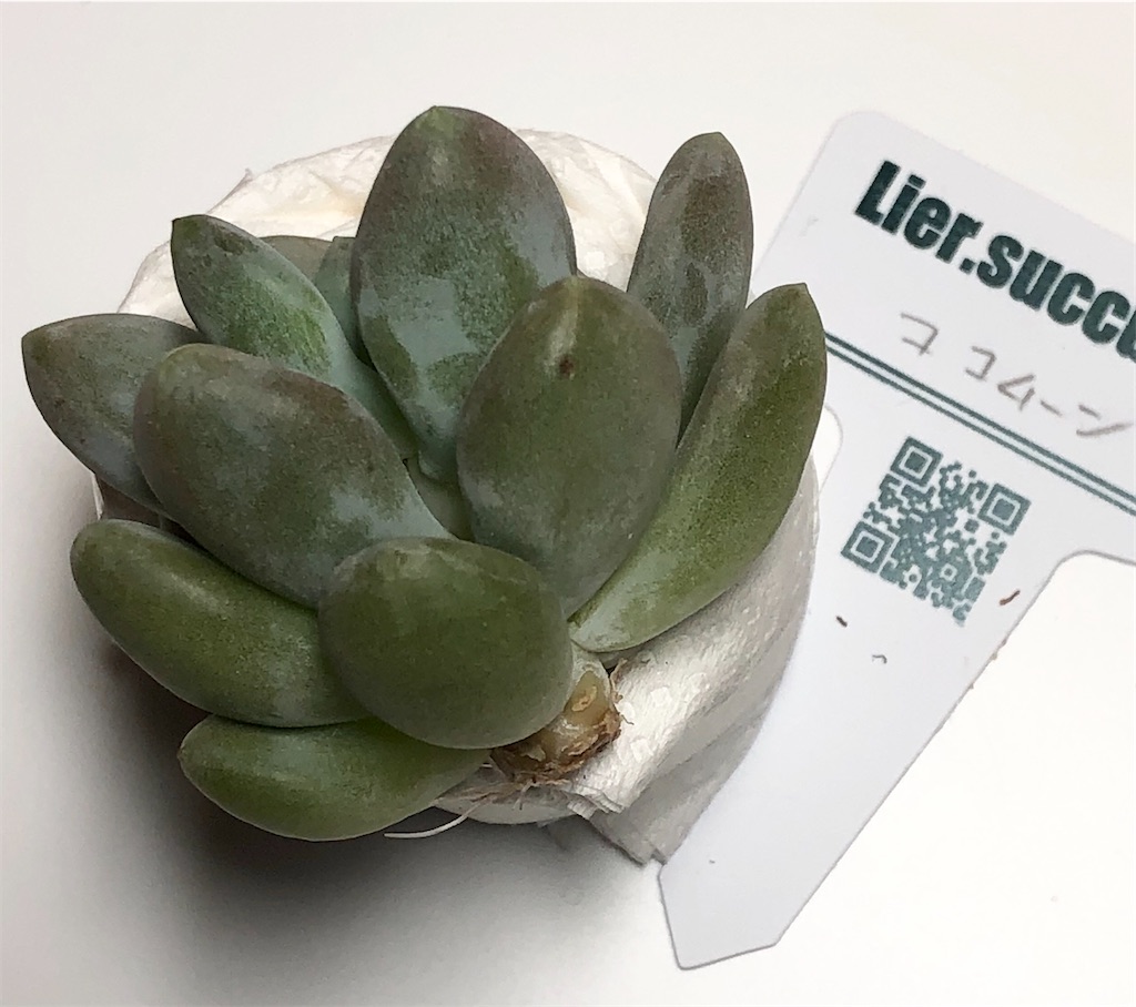 f:id:gekosuke1001:20201007233359j:image