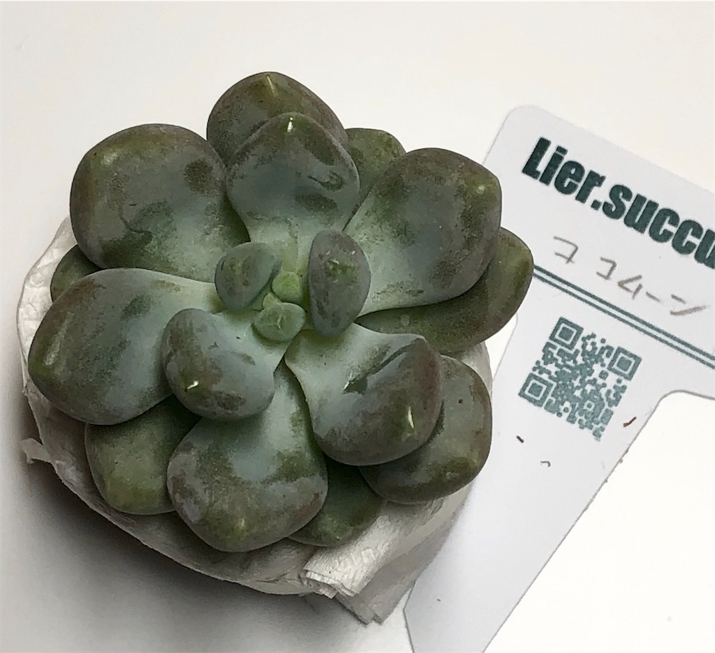 f:id:gekosuke1001:20201007233402j:image