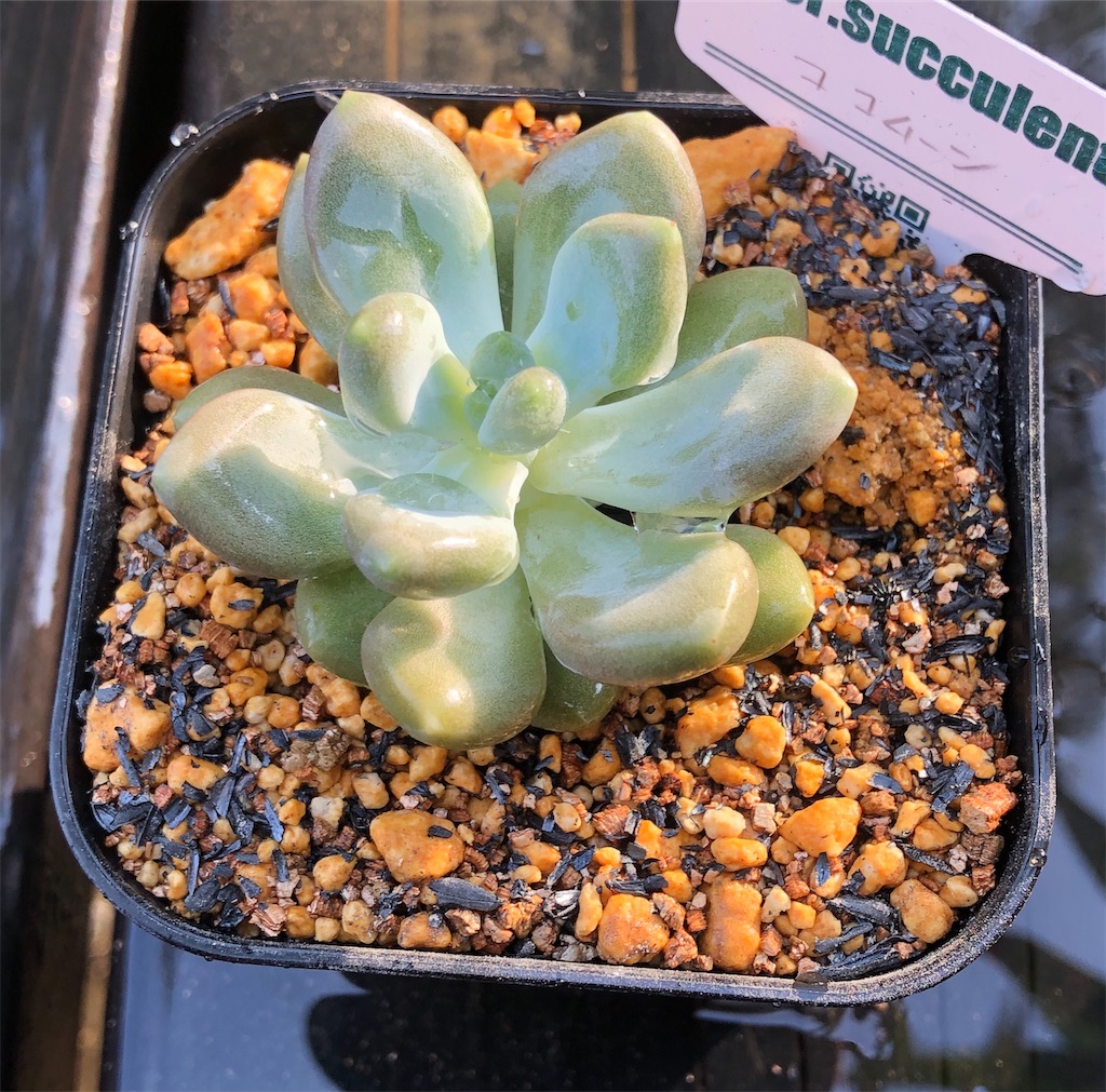 f:id:gekosuke1001:20201007233957j:image