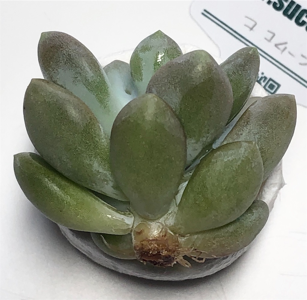 f:id:gekosuke1001:20201007234001j:image