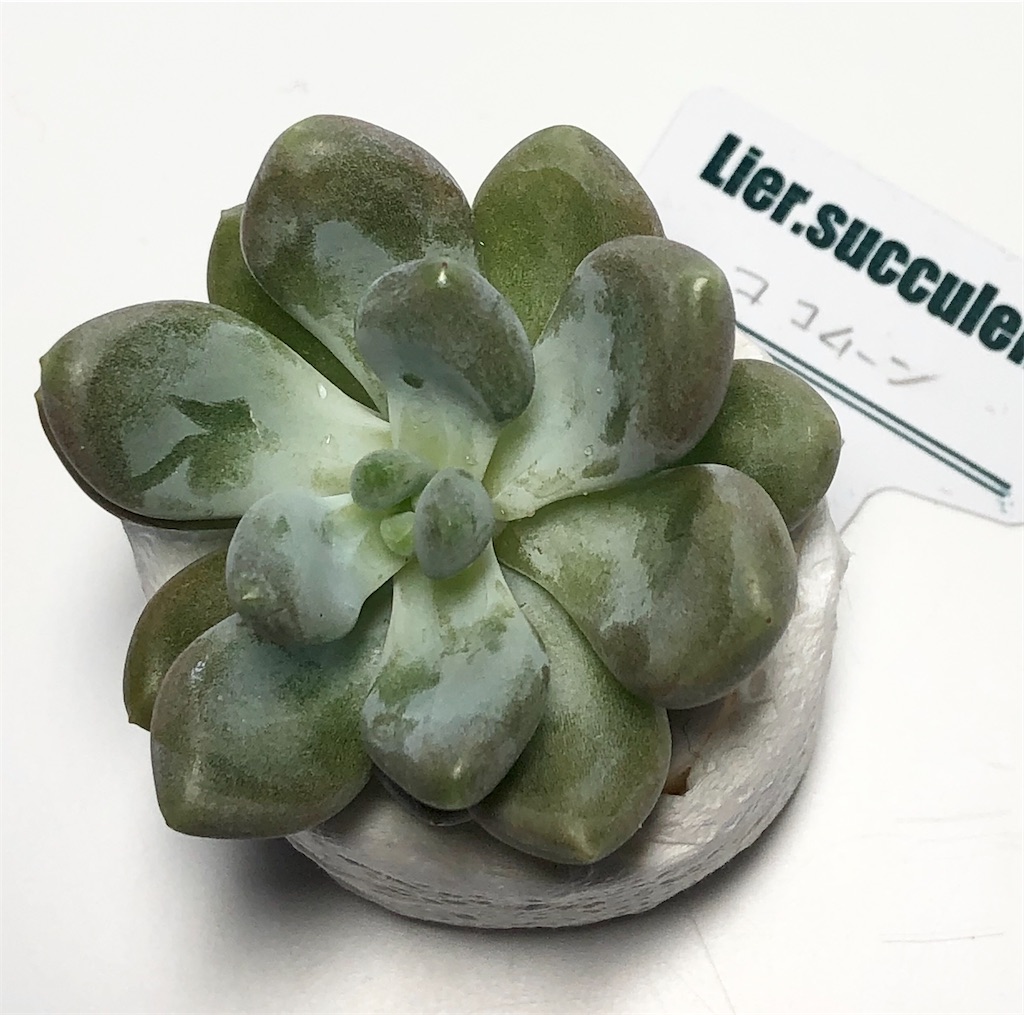 f:id:gekosuke1001:20201007234005j:image