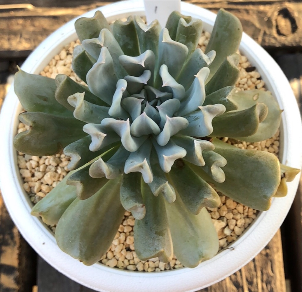 トップシーダービー - たったにく