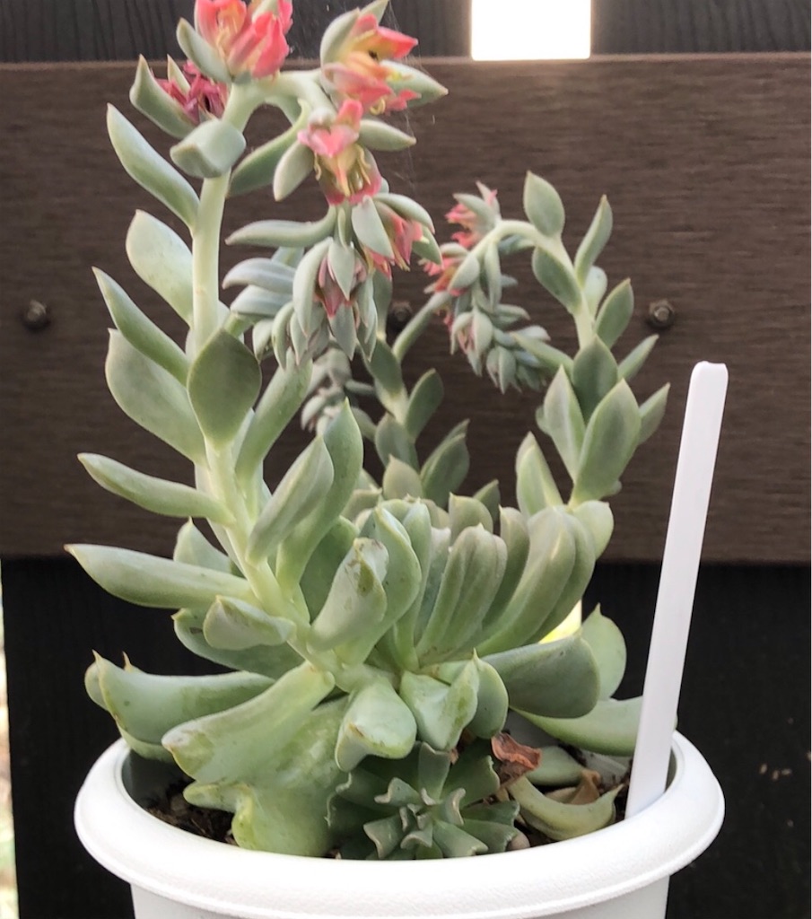 トップシーダービー - たったにく