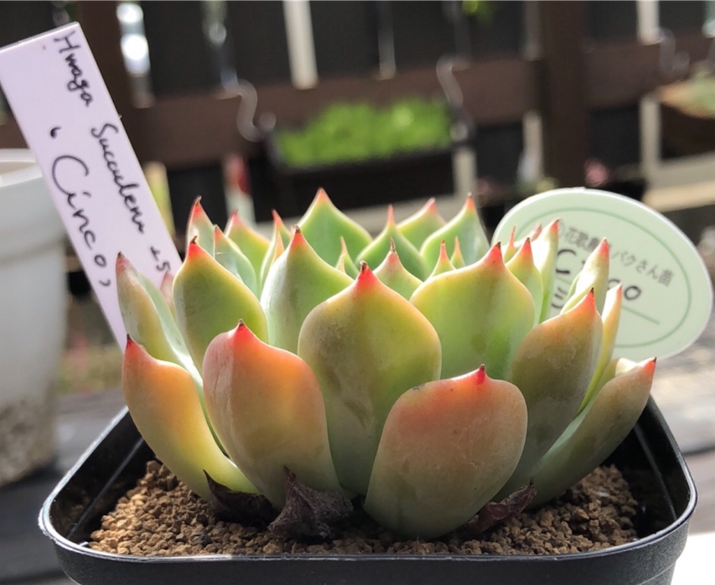 シンコ (パクさん苗) - たったにく