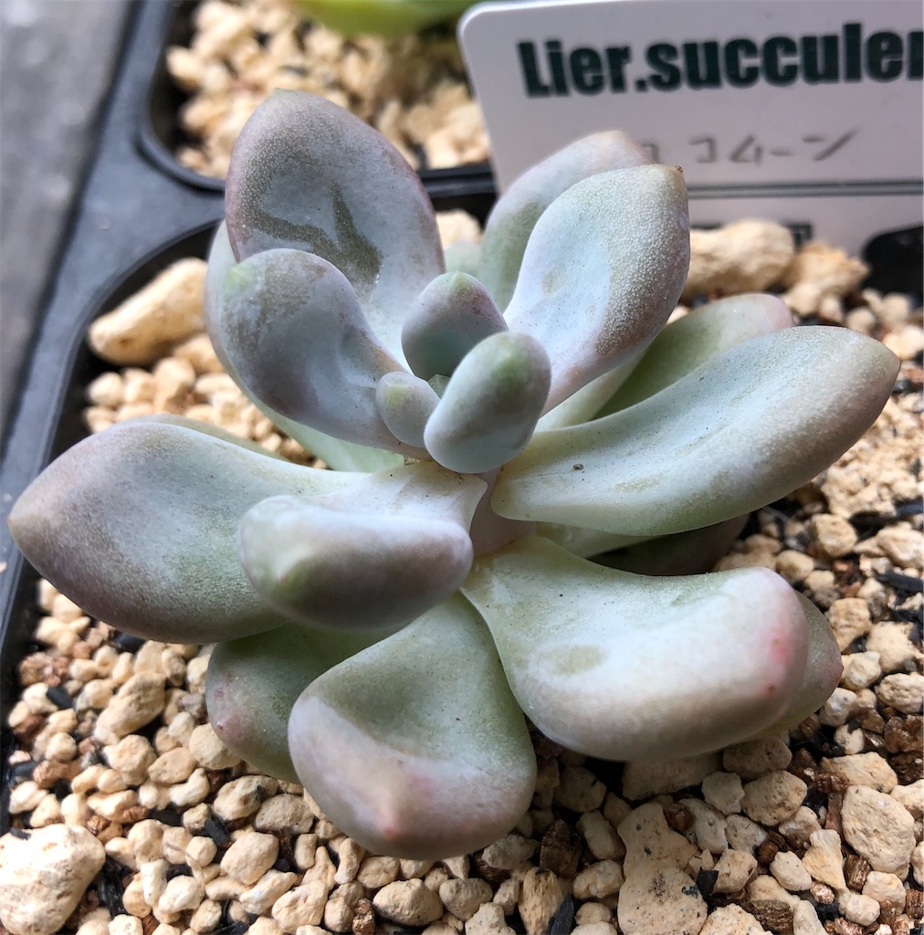 f:id:gekosuke1001:20201019084029j:image