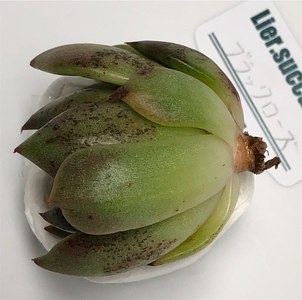 f:id:gekosuke1001:20201021132019j:image