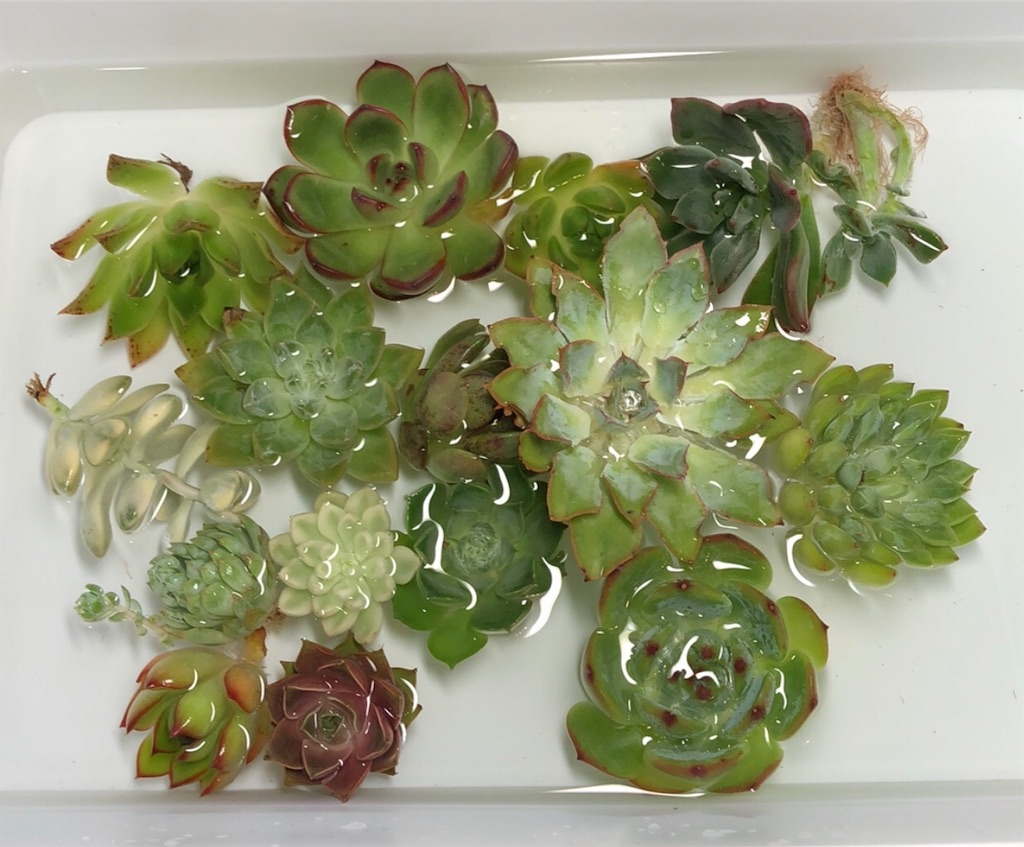 f:id:gekosuke1001:20201021132022j:image