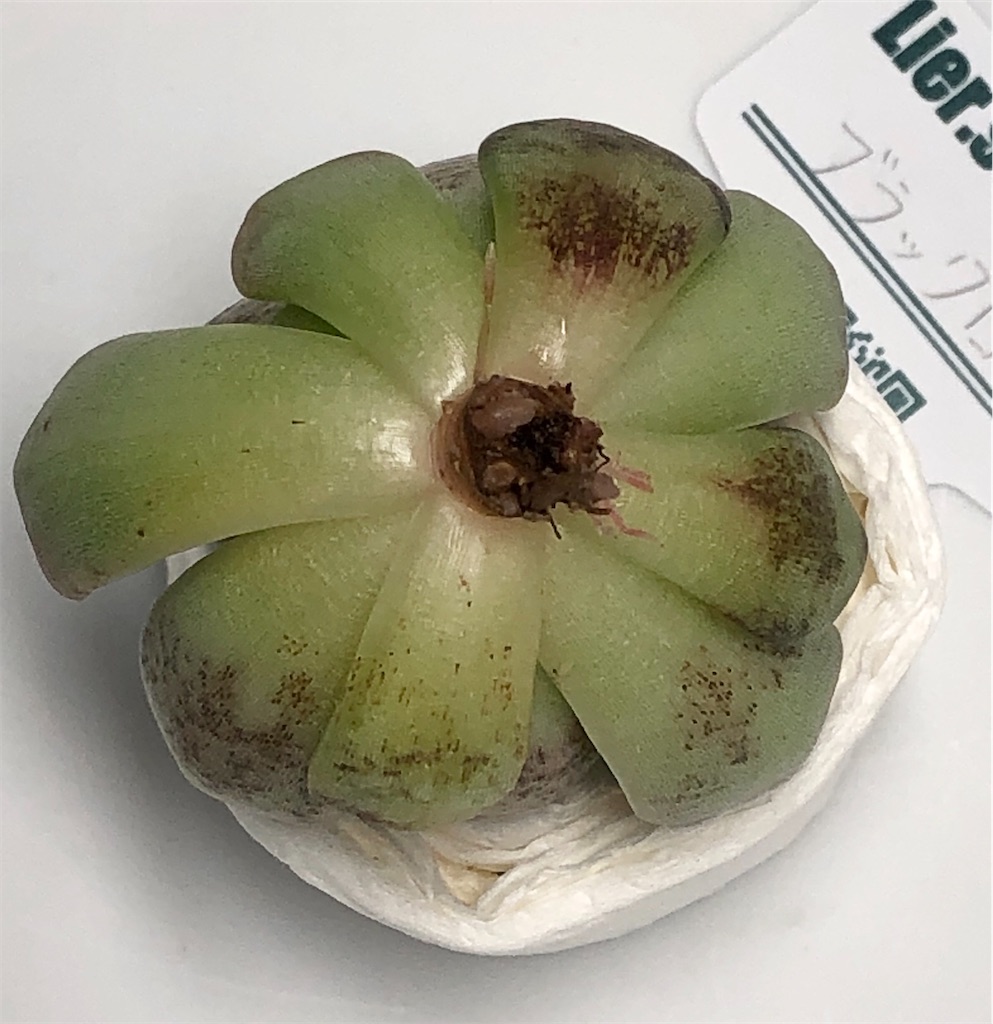 f:id:gekosuke1001:20201021132026j:image