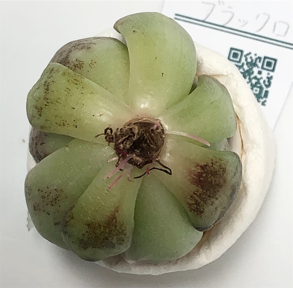 f:id:gekosuke1001:20201021132029j:image