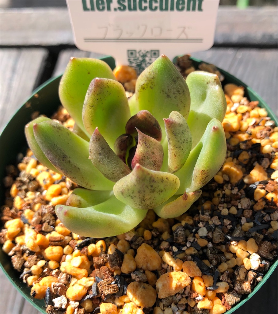 ♥️09 ブラックローズ／Lier リエール エケベリア 多肉植物 ブラックローズ - たったにく