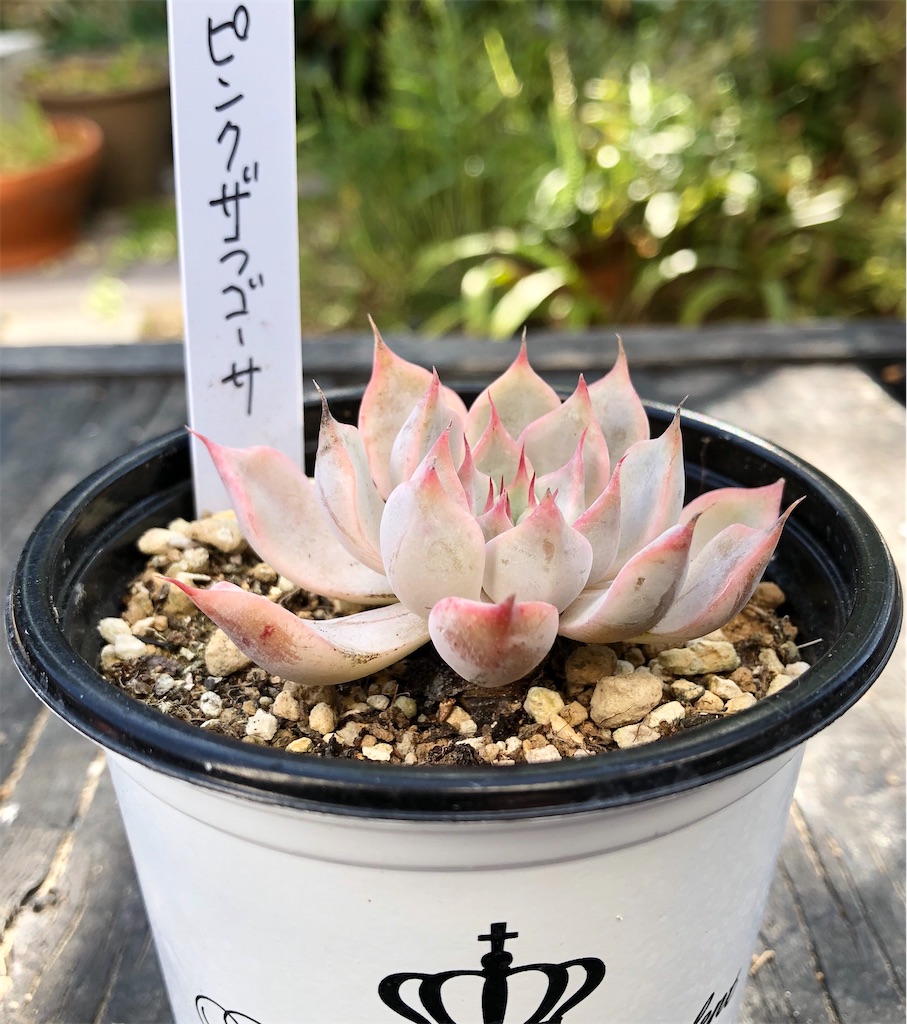ピンクザラゴーサ たったにく ピンクザラゴーサ たったにく