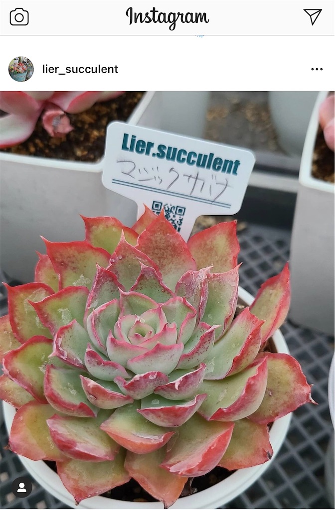 マジックサバナ - たったにく