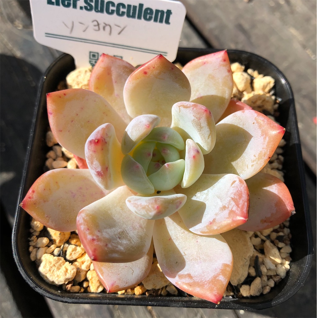 ソンヨウン - たったにく