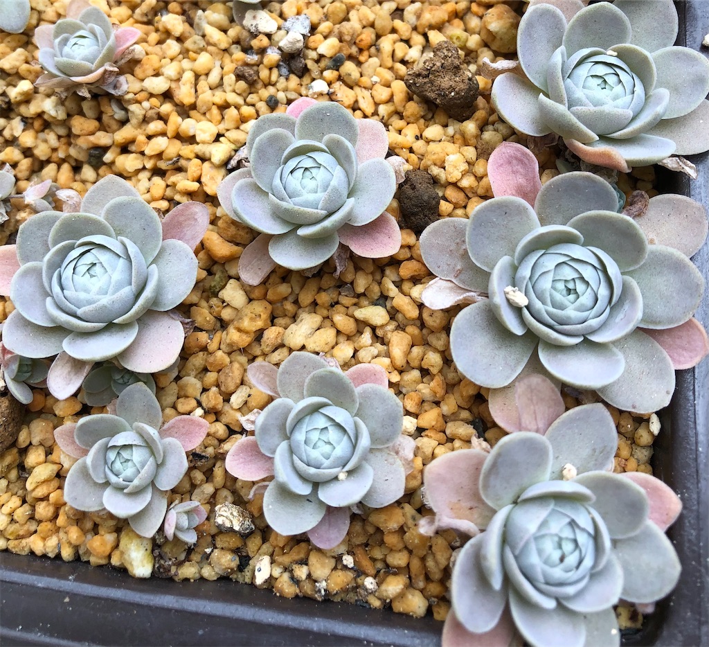 子持ち蓮華 たったにく