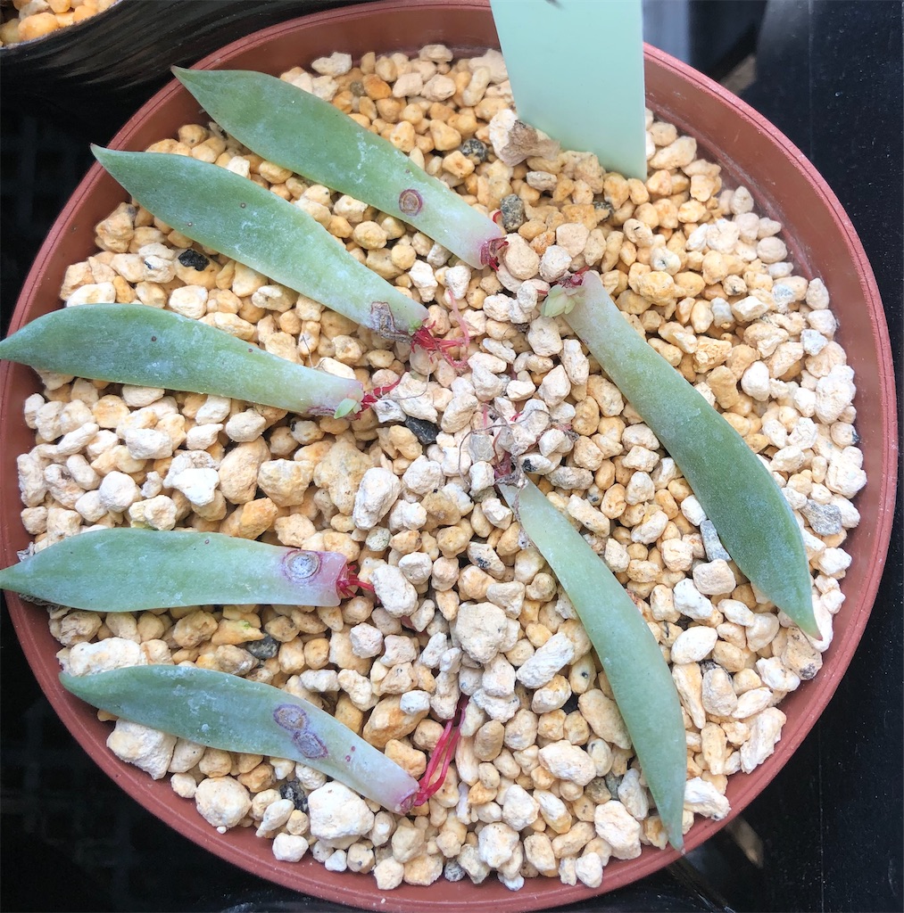 品種別 葉挿し結果報告 - たったにく