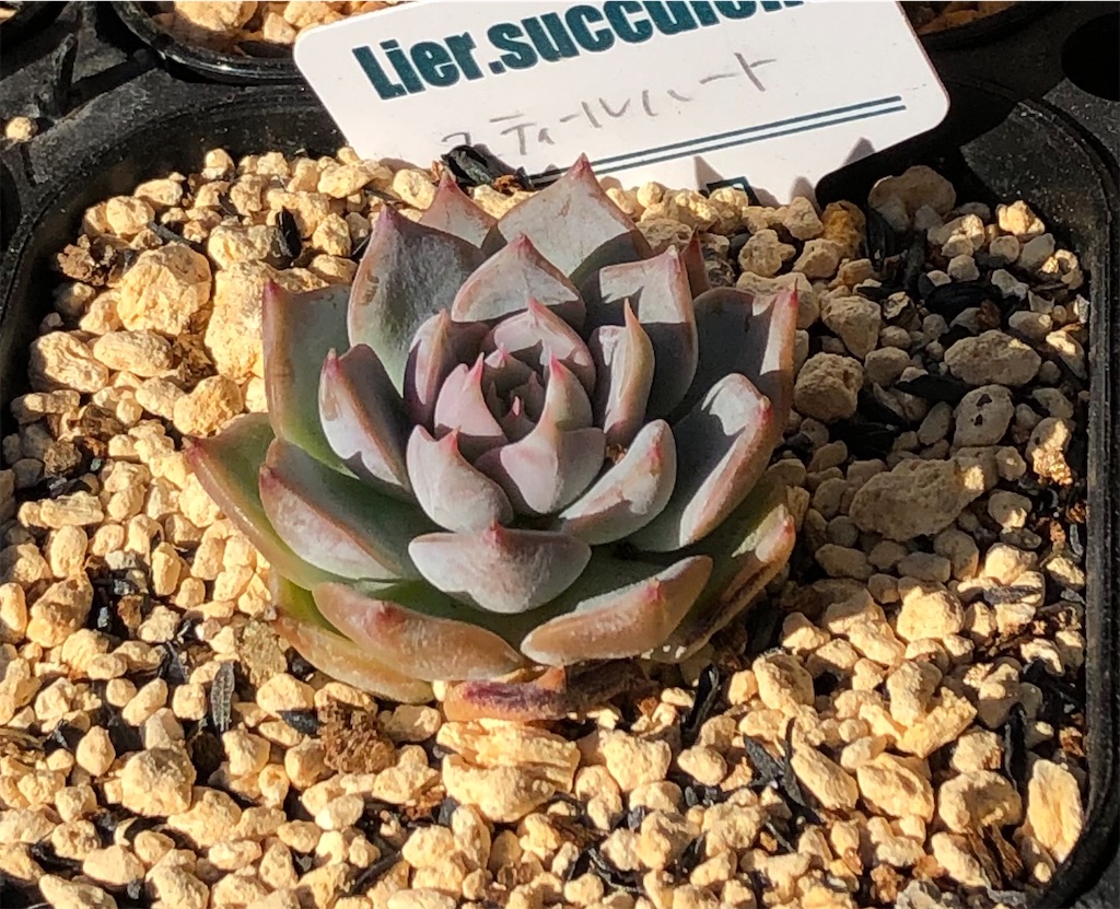 スティールハート - たったにく