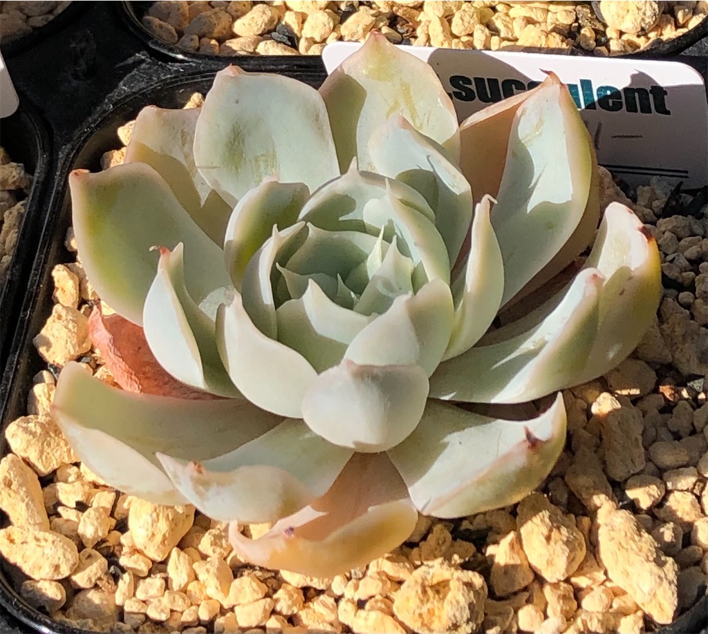 f:id:gekosuke1001:20201114173046j:image