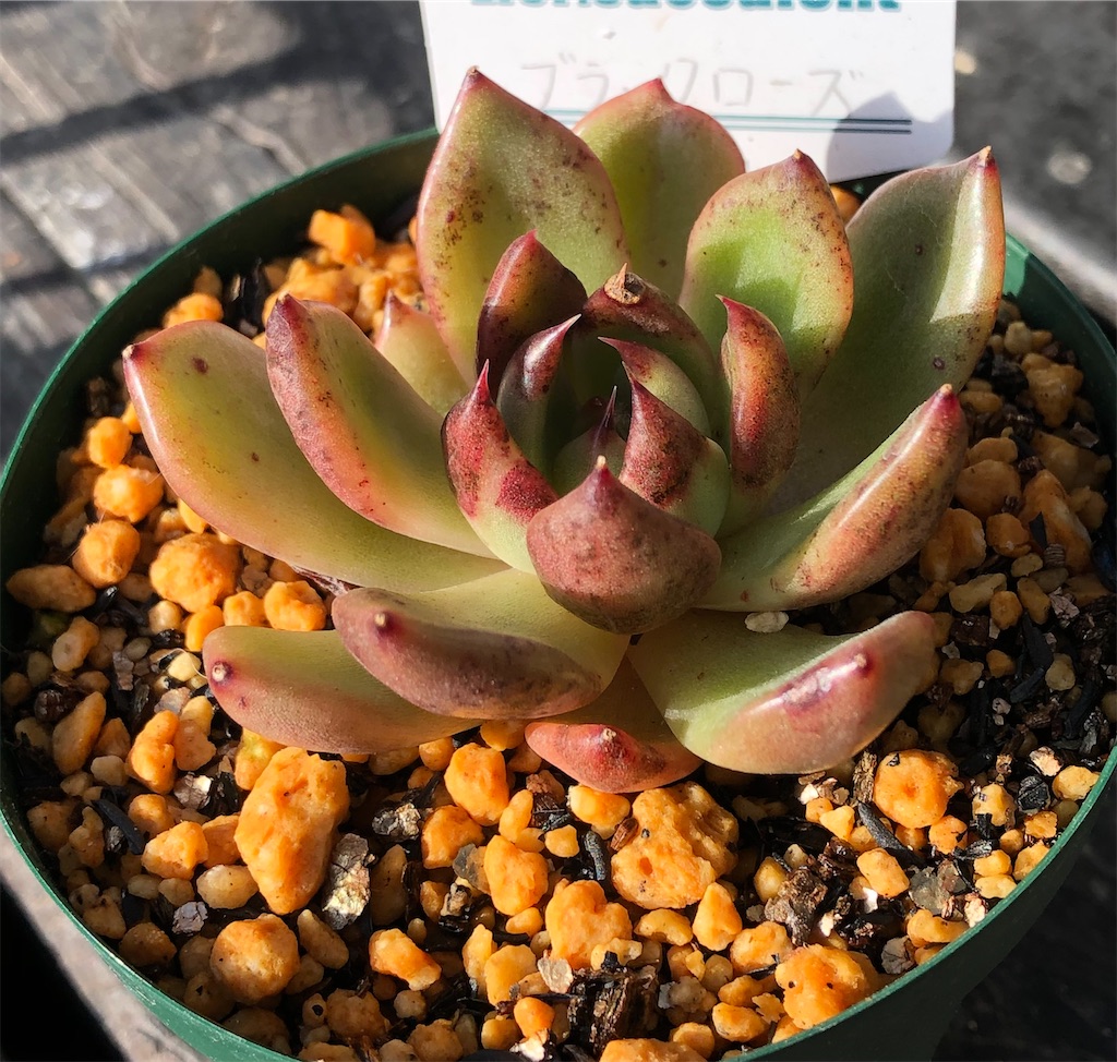 f:id:gekosuke1001:20201119090750j:image