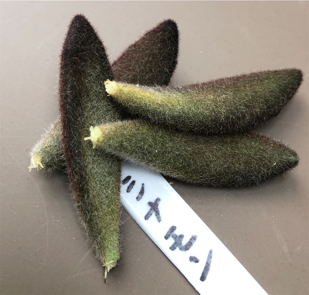 品種別 葉挿し結果報告 - たったにく