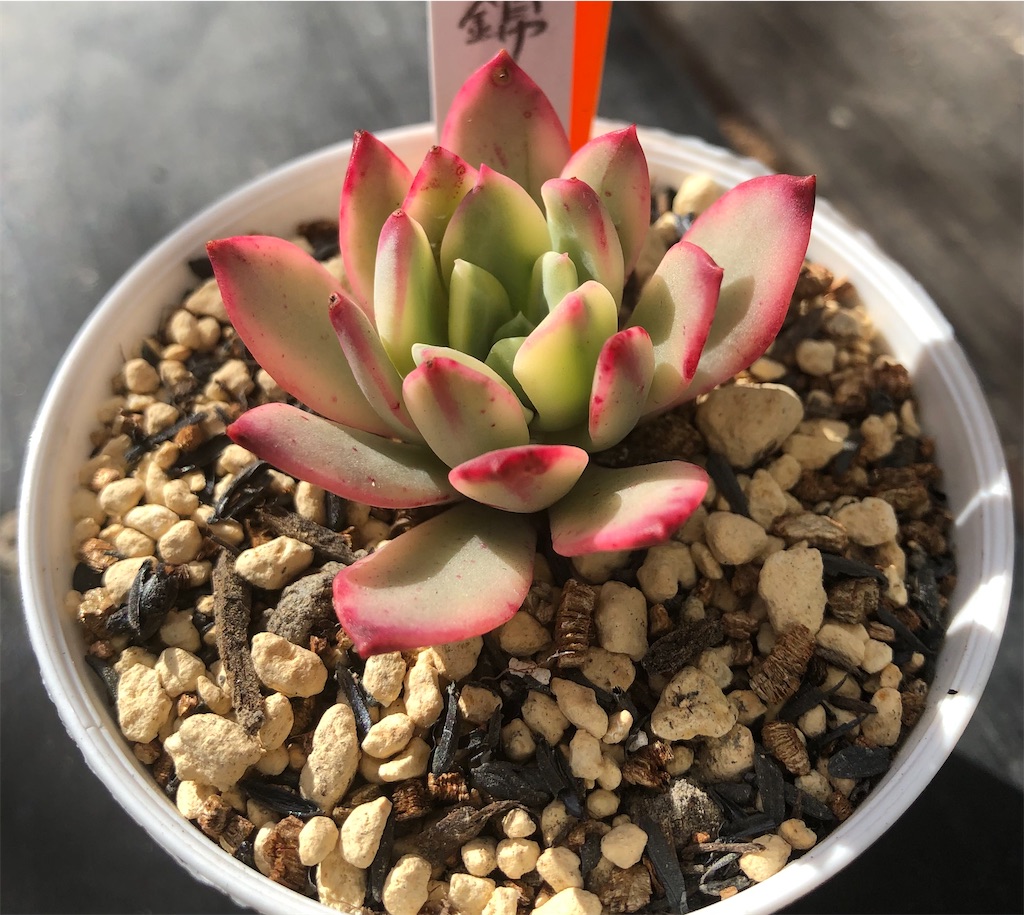 ミニベル錦 - たったにく