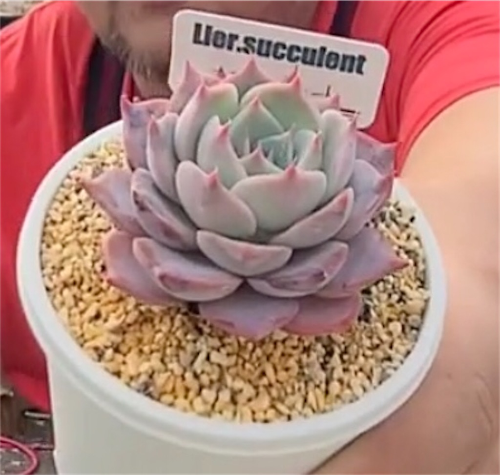 スティールハート - たったにく