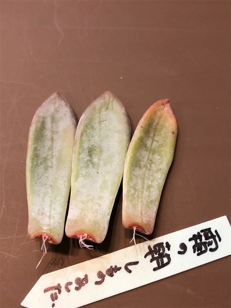 品種別 葉挿し結果報告 - たったにく