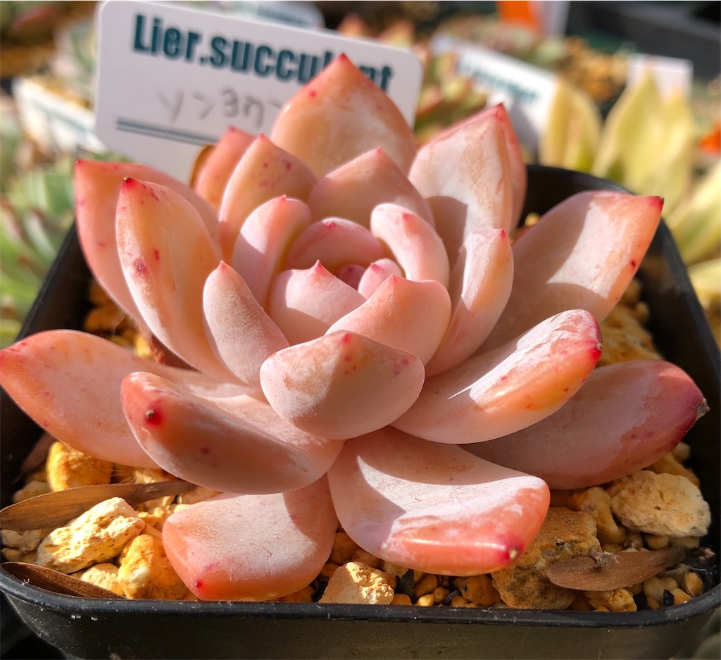 多肉植物 エケベリア ソンヨウン 札なし 育てやすい 多肉植物