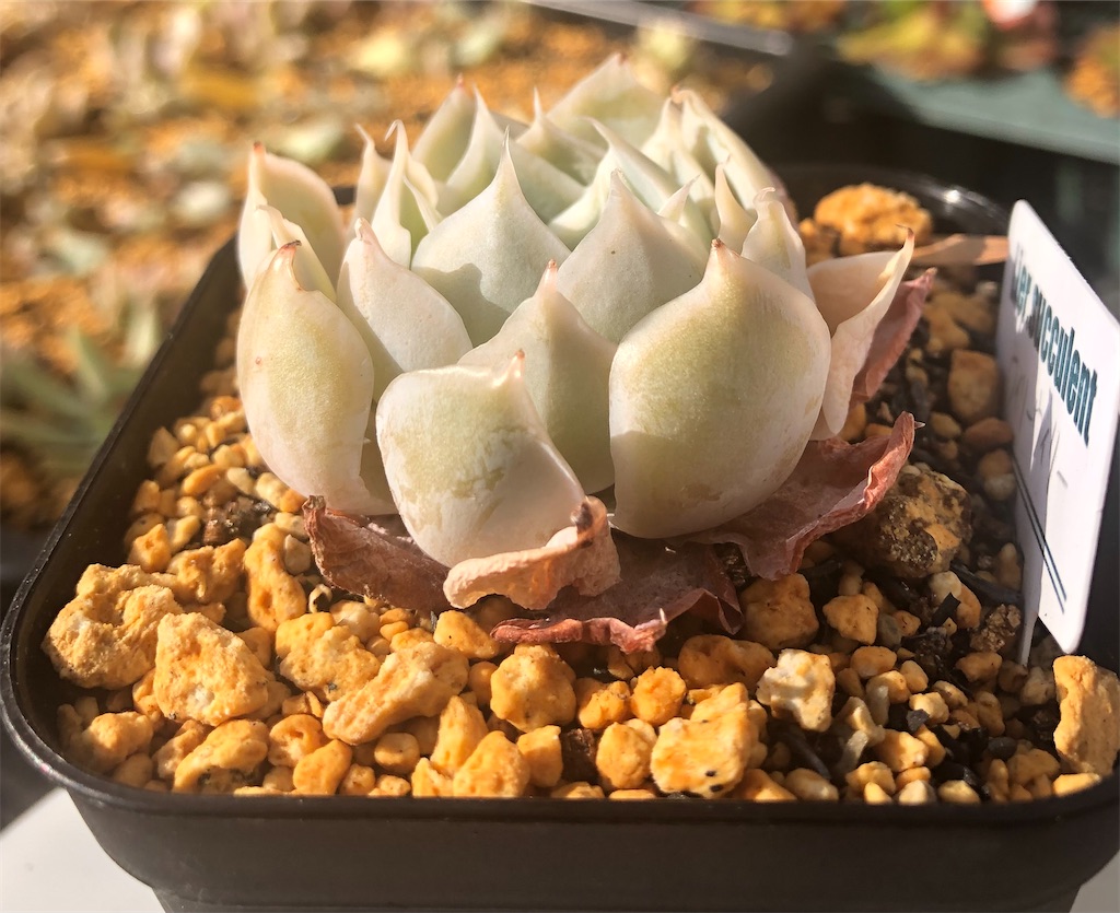 f:id:gekosuke1001:20201223113107j:image