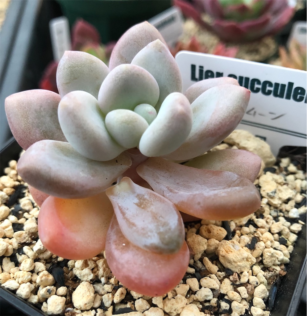 f:id:gekosuke1001:20210101170512j:image