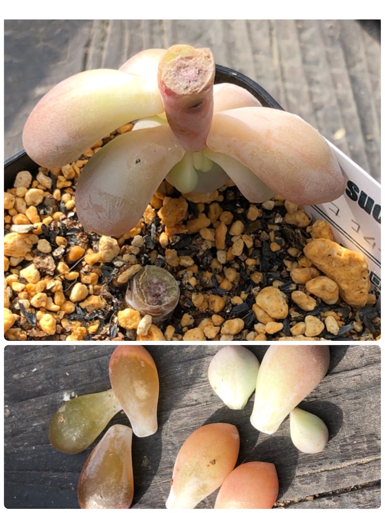 f:id:gekosuke1001:20210104201525j:image