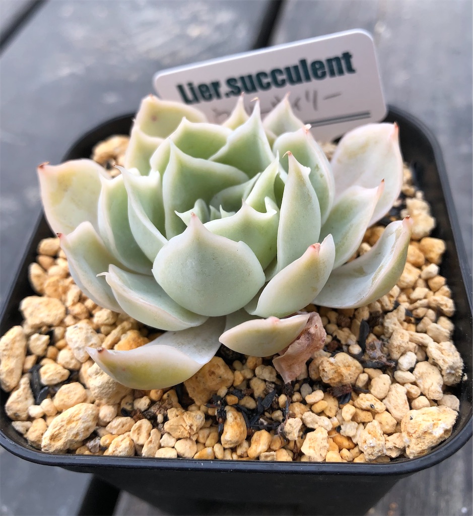 f:id:gekosuke1001:20210202103542j:image