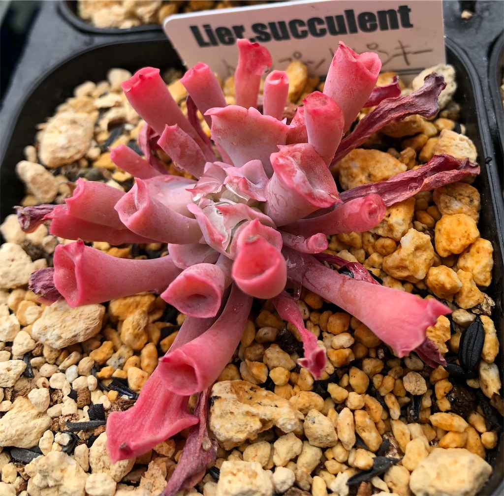 f:id:gekosuke1001:20210204085013j:image