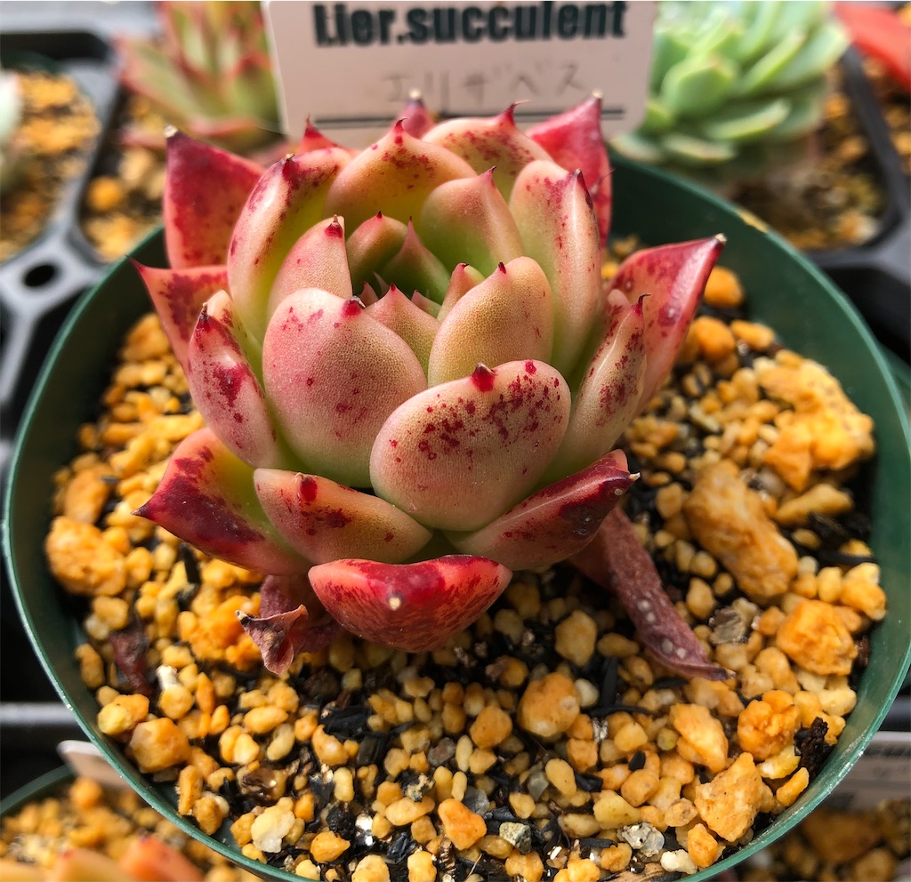 E.マリア 韓国苗 リエール苗 多肉植物 Lier.succulent 【公式通販】