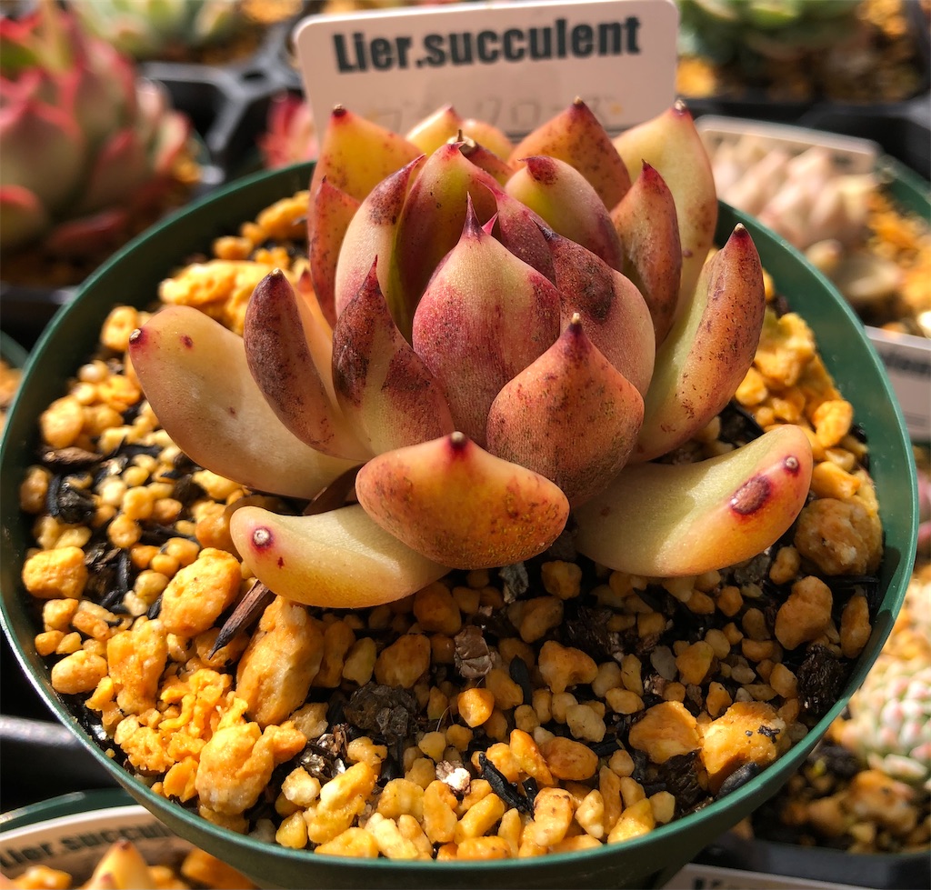 f:id:gekosuke1001:20210326173439j:image