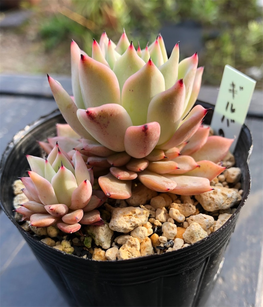 ギルバの薔薇 たったにく