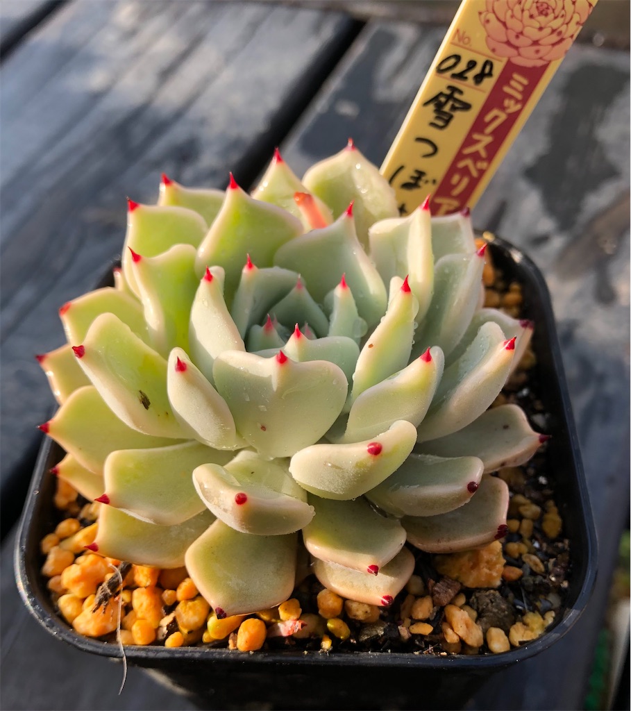 極上品】エケベリア ミックスベリア 雪つぼみ Echeveria 'Yuki tsubomi