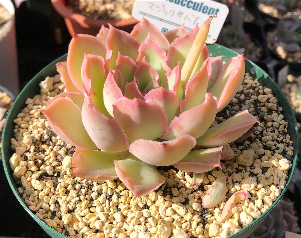 マジックサバナ - たったにく