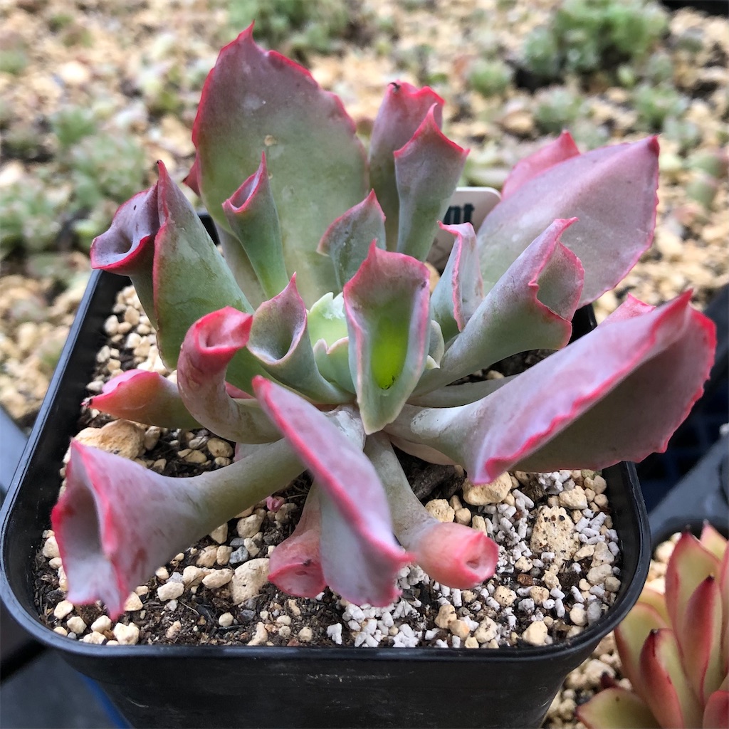 f:id:gekosuke1001:20210603123354j:image