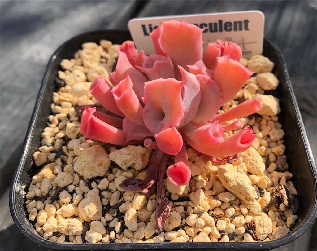 f:id:gekosuke1001:20210603123942j:image