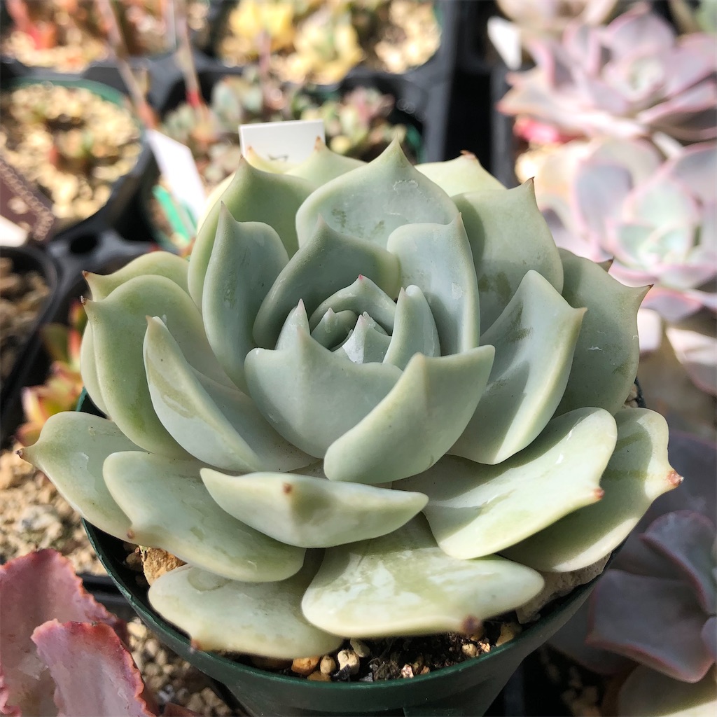 多肉植物 韓国苗葉挿し ローラ 葉挿し 1枚